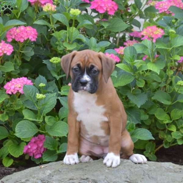 Luna, Boxer Puppy