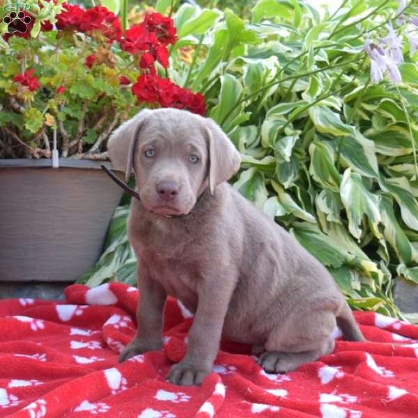 Luna, Silver Labrador Retriever Puppy