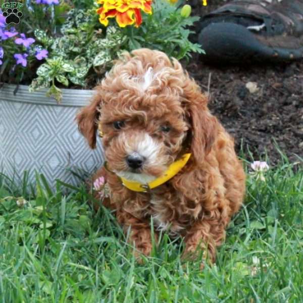 Lyla, Miniature Poodle Puppy