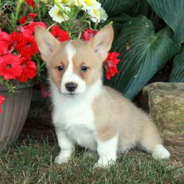 Mabel, Pembroke Welsh Corgi Puppy