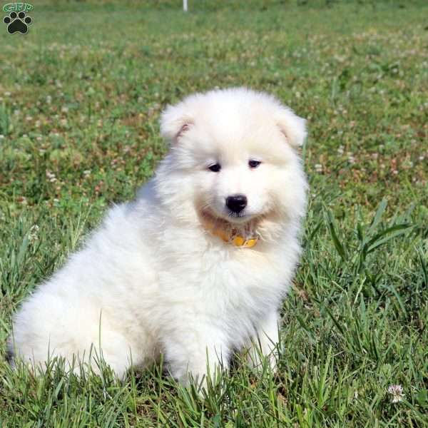 Macie, Samoyed Puppy