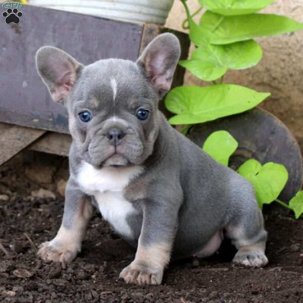 Macy, French Bulldog Puppy