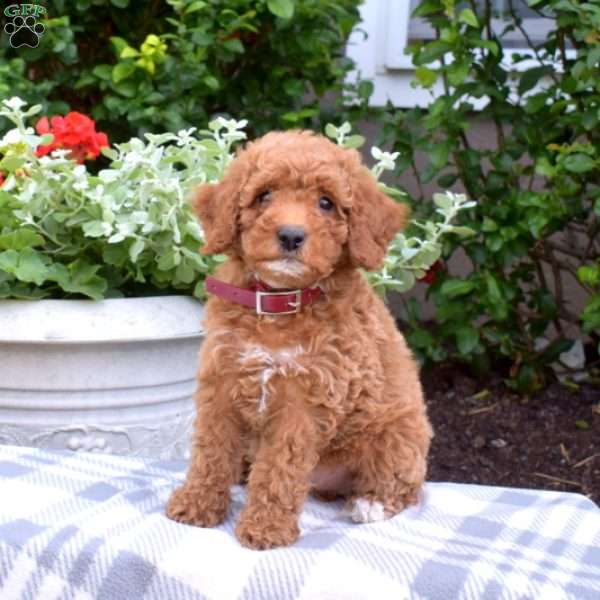 Macy-F1BB, Mini Goldendoodle Puppy