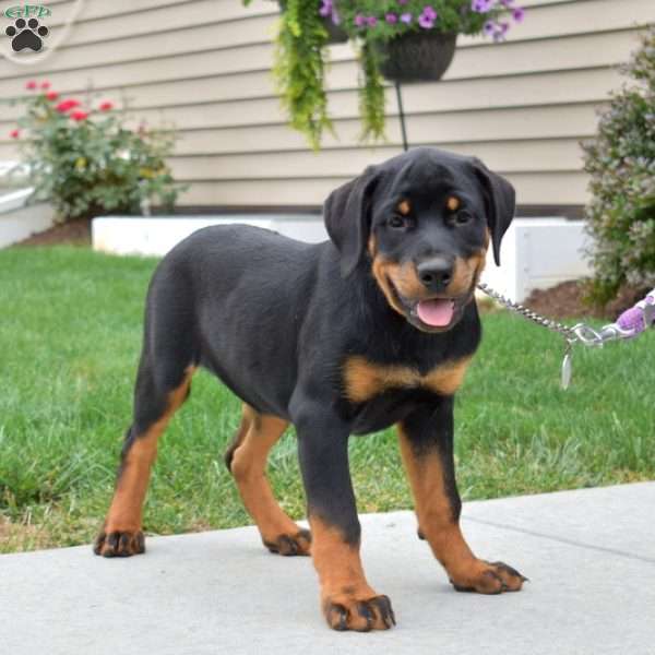 Macy, Rottweiler Puppy