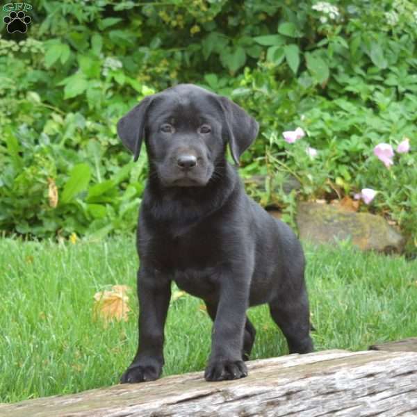 Macy, Black Labrador Retriever Puppy