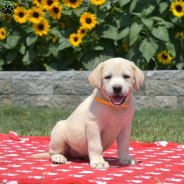 Madison, Yellow Labrador Retriever Puppy