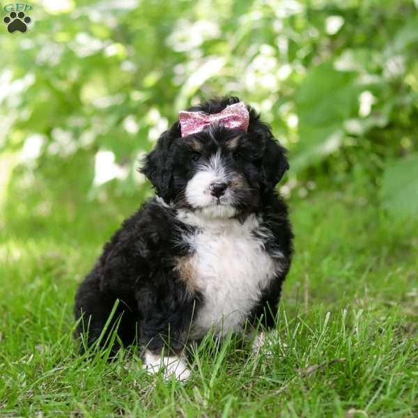 Maggie, Mini Bernedoodle Puppy