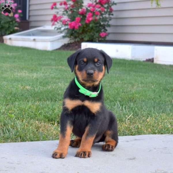 Major, Rottweiler Puppy