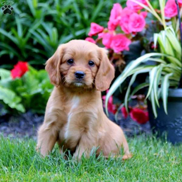 Major, Miniature Golden Retriever Puppy