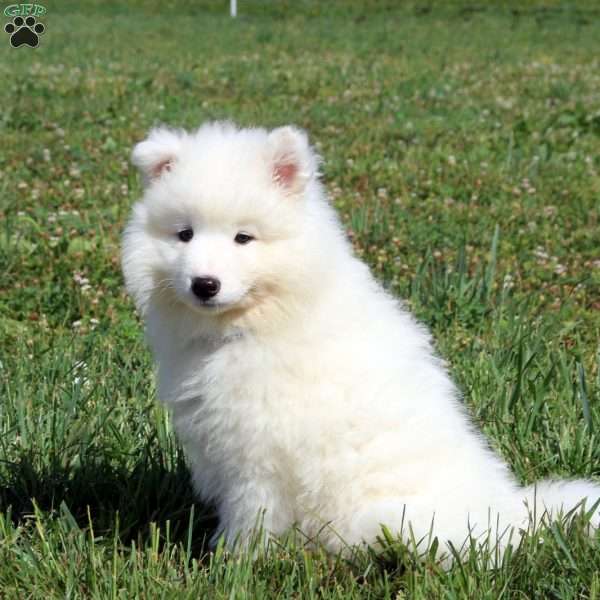 Mallory, Samoyed Puppy