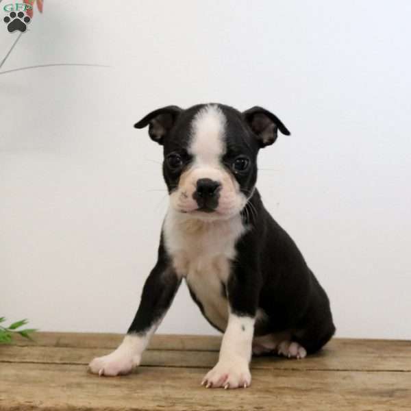 Manny, Boston Terrier Puppy