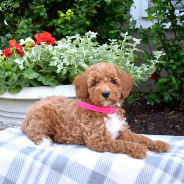 Maple-F1BB, Mini Goldendoodle Puppy