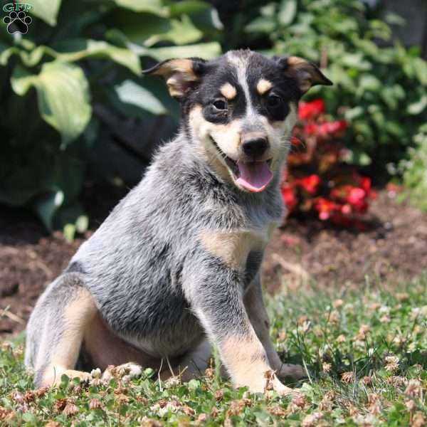 Marble, Blue Heeler – Australian Cattle Dog Puppy