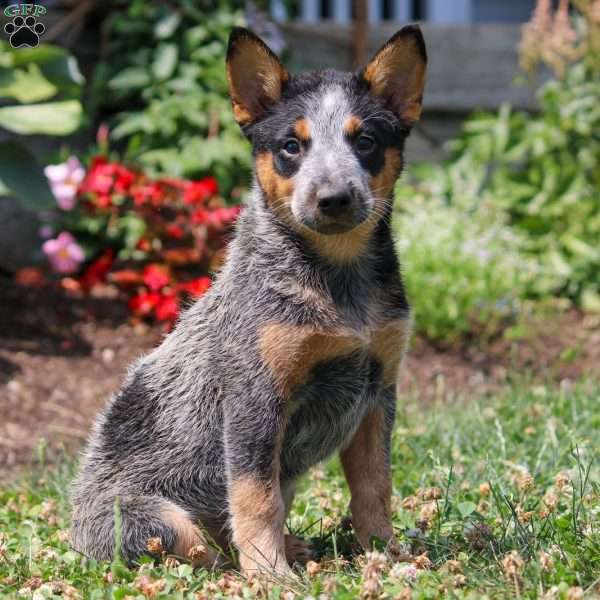 Maria, Blue Heeler – Australian Cattle Dog Puppy