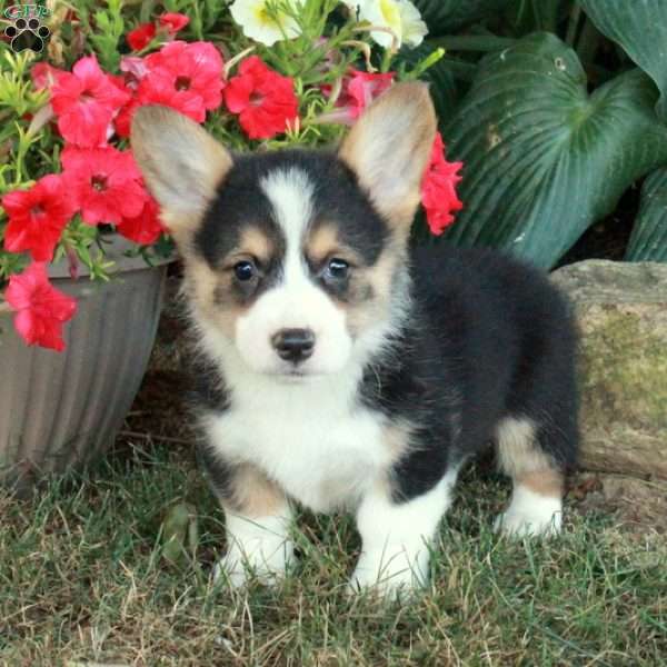 Mario, Pembroke Welsh Corgi Puppy