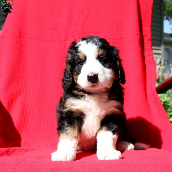 Marisha, Mini Bernedoodle Puppy