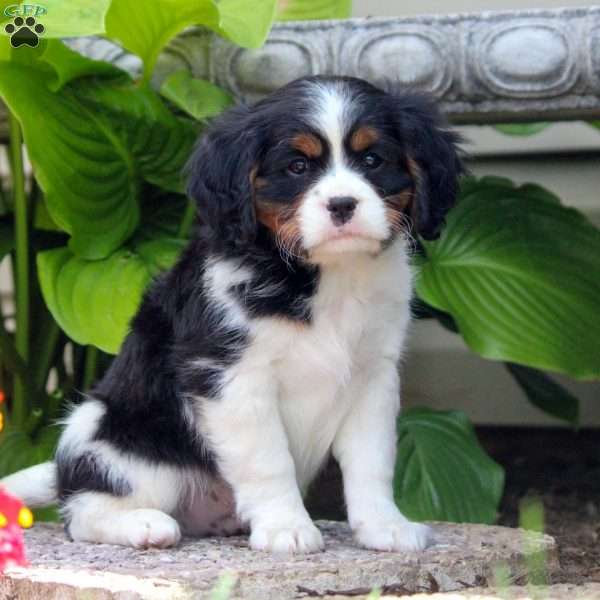 Mark, Miniature Bernese Mountain Dog Puppy