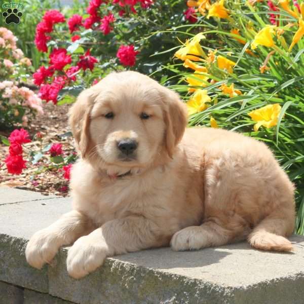 Marley, Golden Retriever Puppy