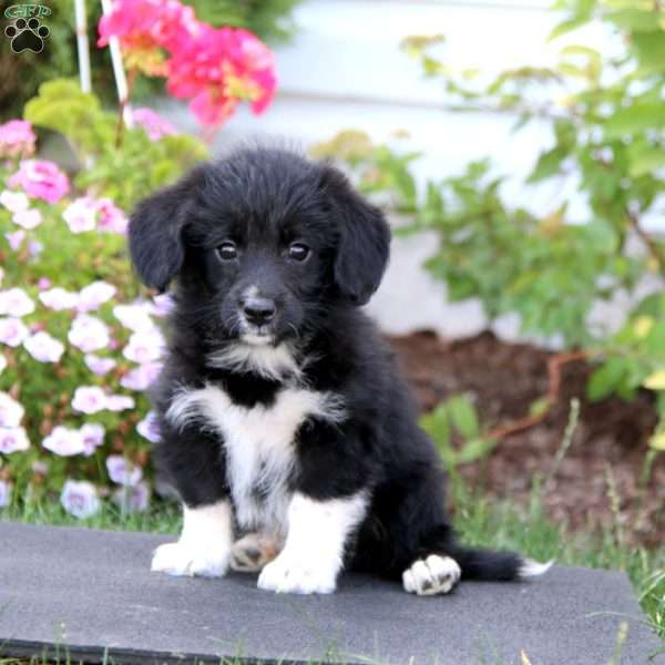 Marlie, Corgipoo Puppy