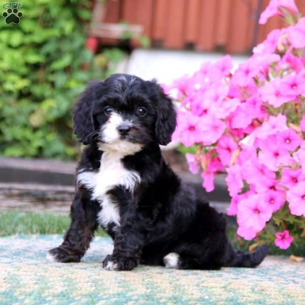 Marlin, Cavapoo Puppy