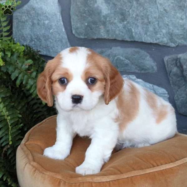 Marshal, Cavachon Puppy