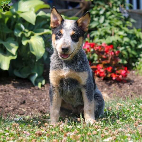 Marshall, Blue Heeler – Australian Cattle Dog Puppy