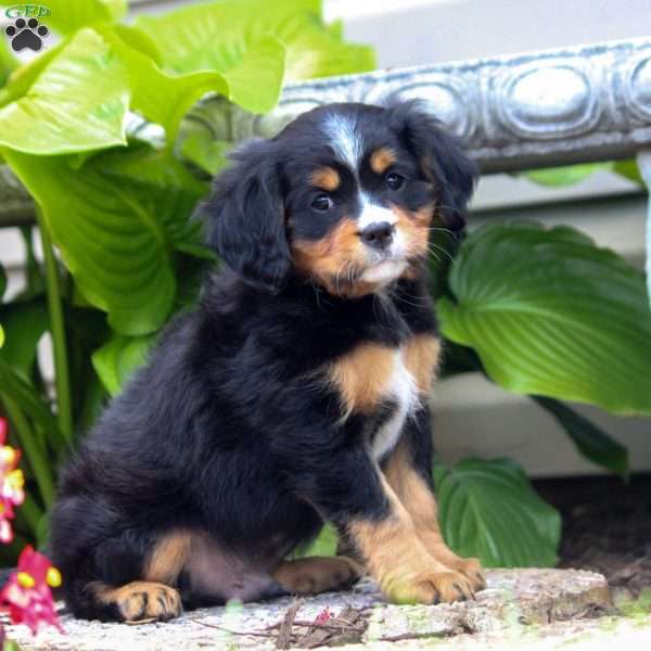 Marshall, Miniature Bernese Mountain Dog Puppy