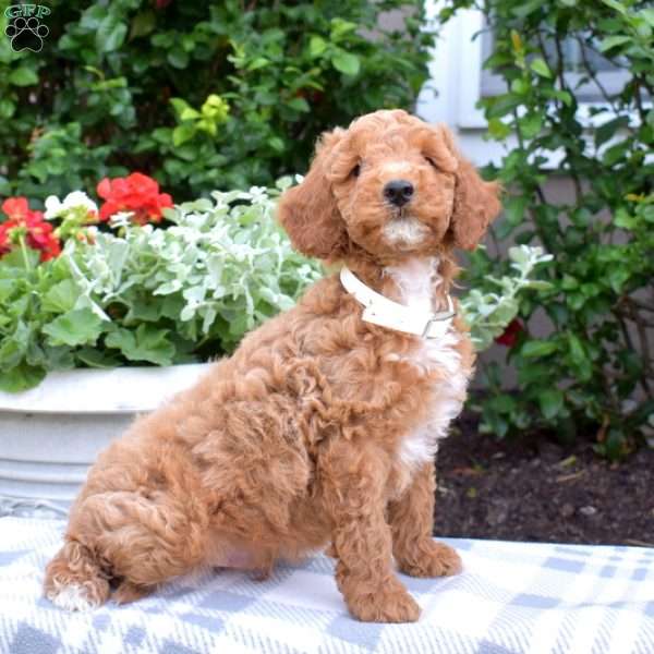 Martin-F1BB, Mini Goldendoodle Puppy