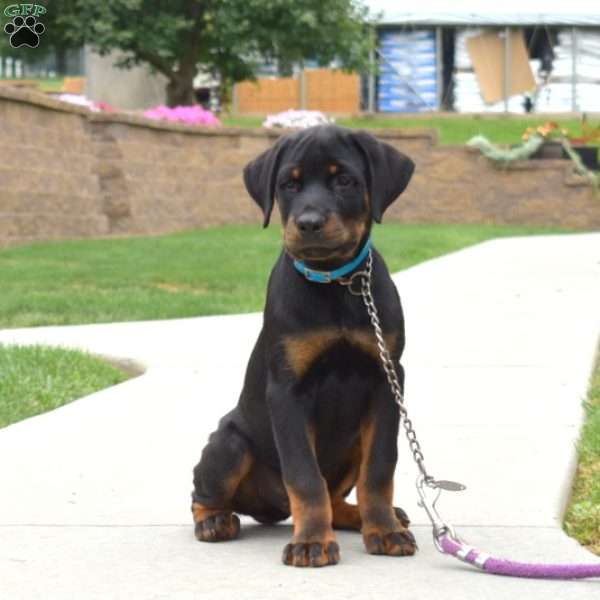 Marvel, Rottweiler Puppy