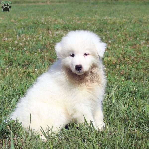 Marvin, Samoyed Puppy