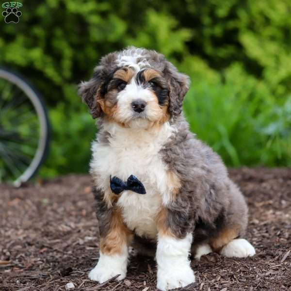 Mason, Mini Bernedoodle Puppy