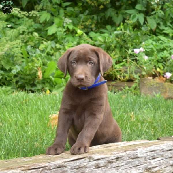 Mason, Chocolate Labrador Retriever Puppy