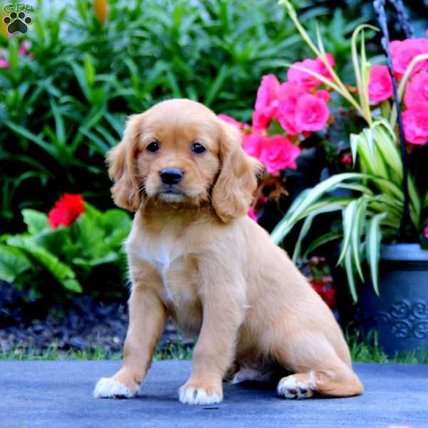 Mason, Miniature Golden Retriever Puppy