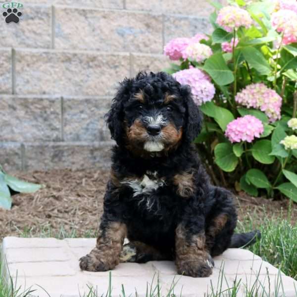 Mason, Mini Bernedoodle Puppy