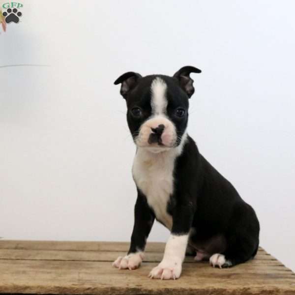 Mateo, Boston Terrier Puppy