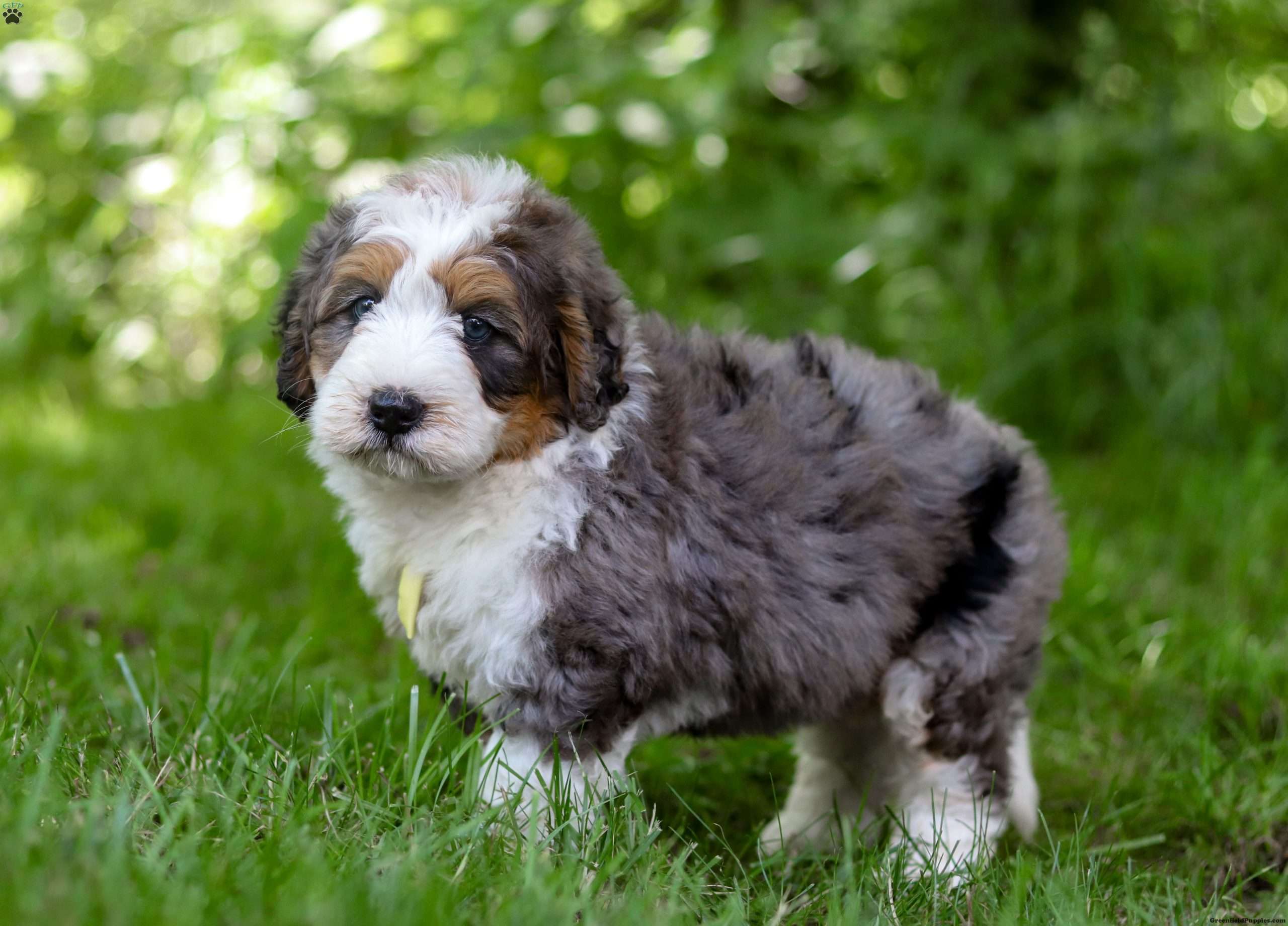 Maverick - Mini Bernedoodle Puppy For Sale In Ohio