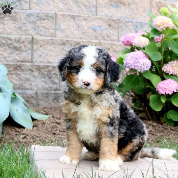 Maverick, Mini Bernedoodle Puppy