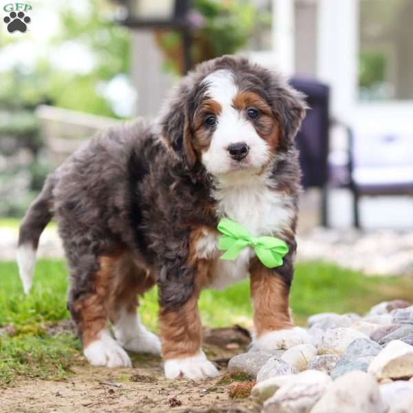 Max, Mini Bernedoodle Puppy