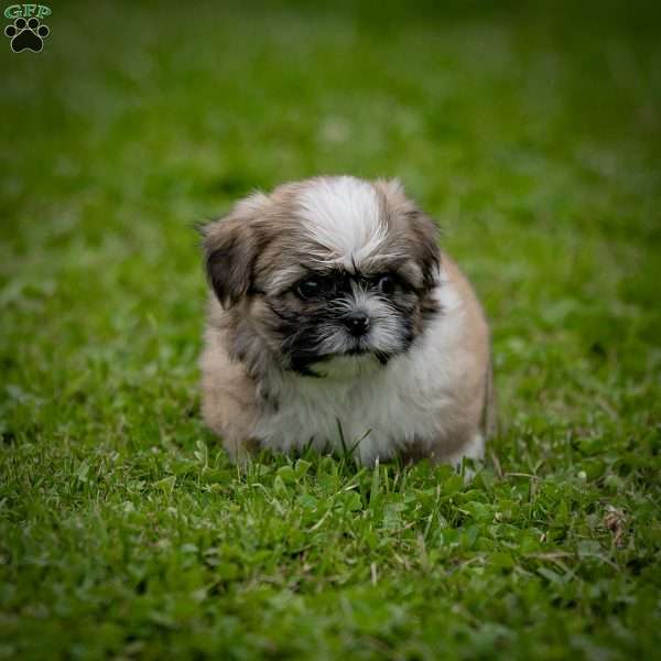 Max - Shih Tzu Puppy For Sale in Pennsylvania