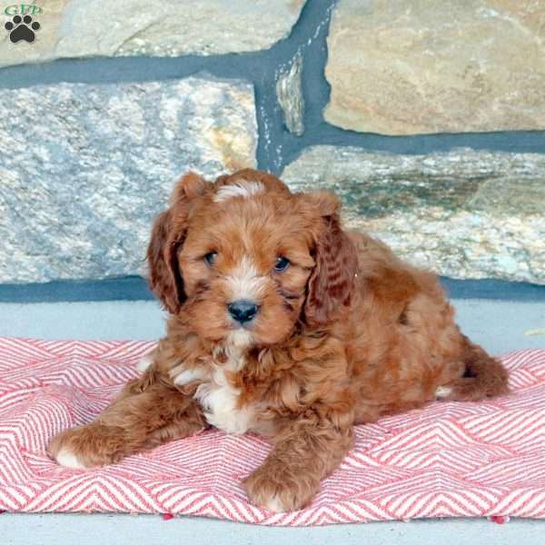 Max, Cavapoo Puppy