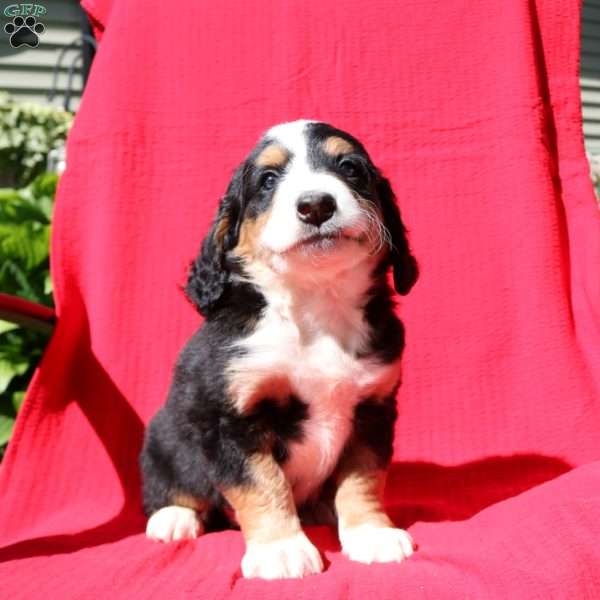 Max, Mini Bernedoodle Puppy