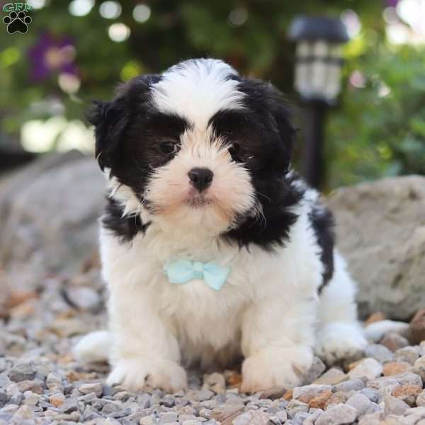 Max, Shih Tzu Puppy