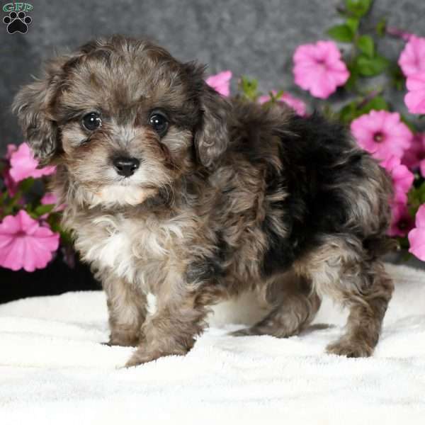 Max, Cavapoo Puppy