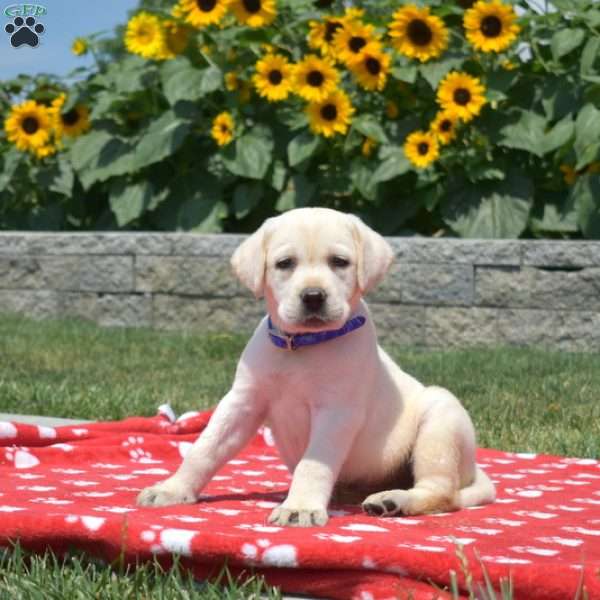 Maxwell, Yellow Labrador Retriever Puppy