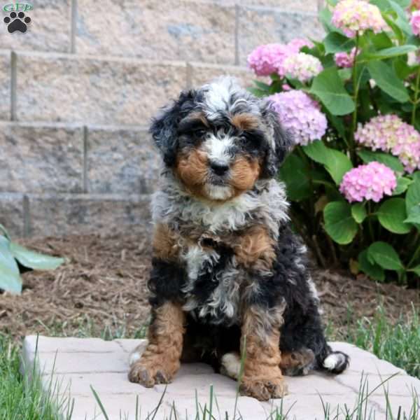 Maxwell, Mini Bernedoodle Puppy