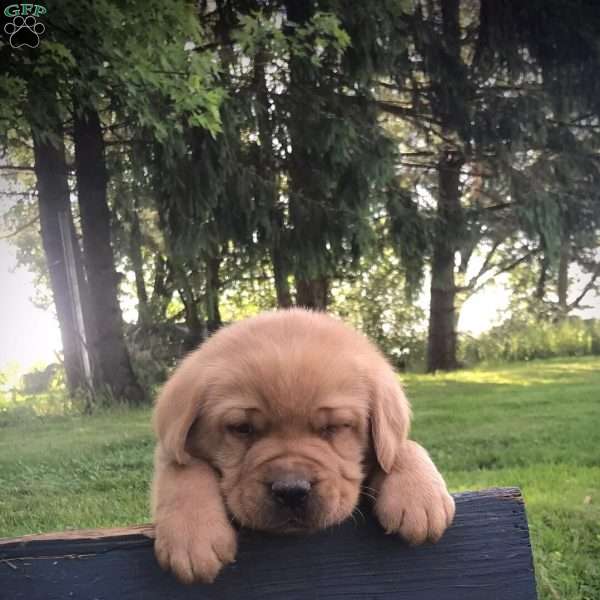 Maxwell, Fox Red Labrador Retriever Puppy