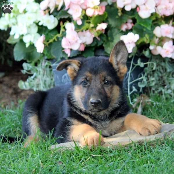 Maya, German Shepherd Puppy