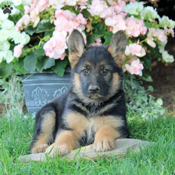 Meg, German Shepherd Puppy