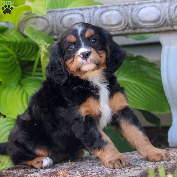 Megan, Miniature Bernese Mountain Dog Puppy