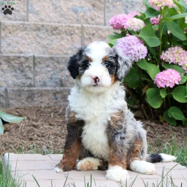 Megan, Mini Bernedoodle Puppy